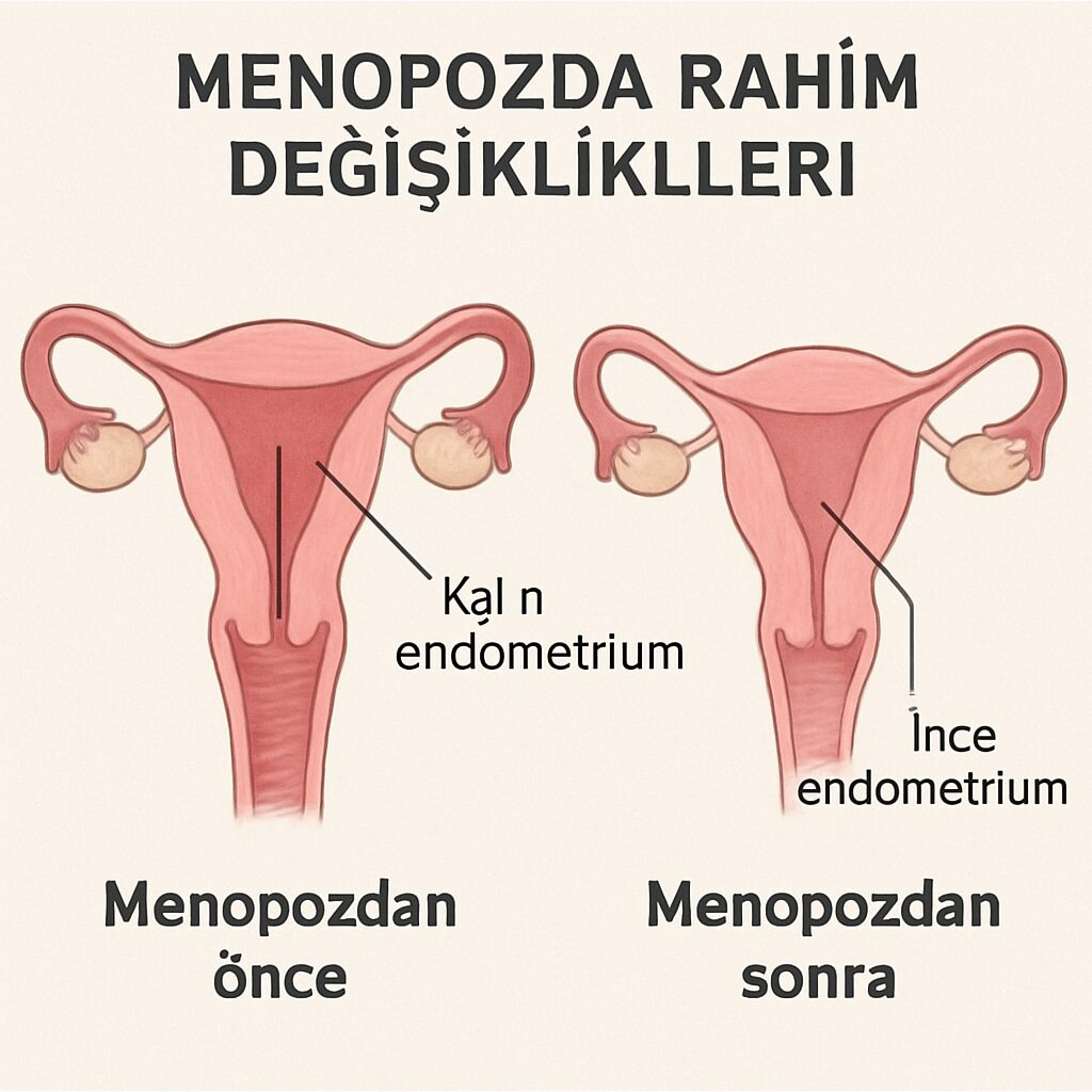 Rahim Duvarı Kalınlaşmasının Nedenleri ve Belirtileri